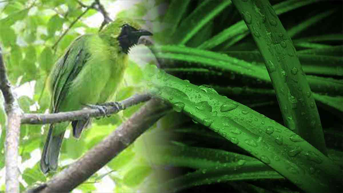 Perawatan burung cucak hijau trotolan agar rajin bunyi
