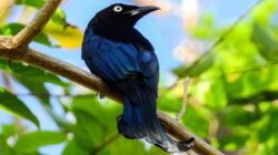 Macam atau Jenis Burung Srigunting di Indonesia