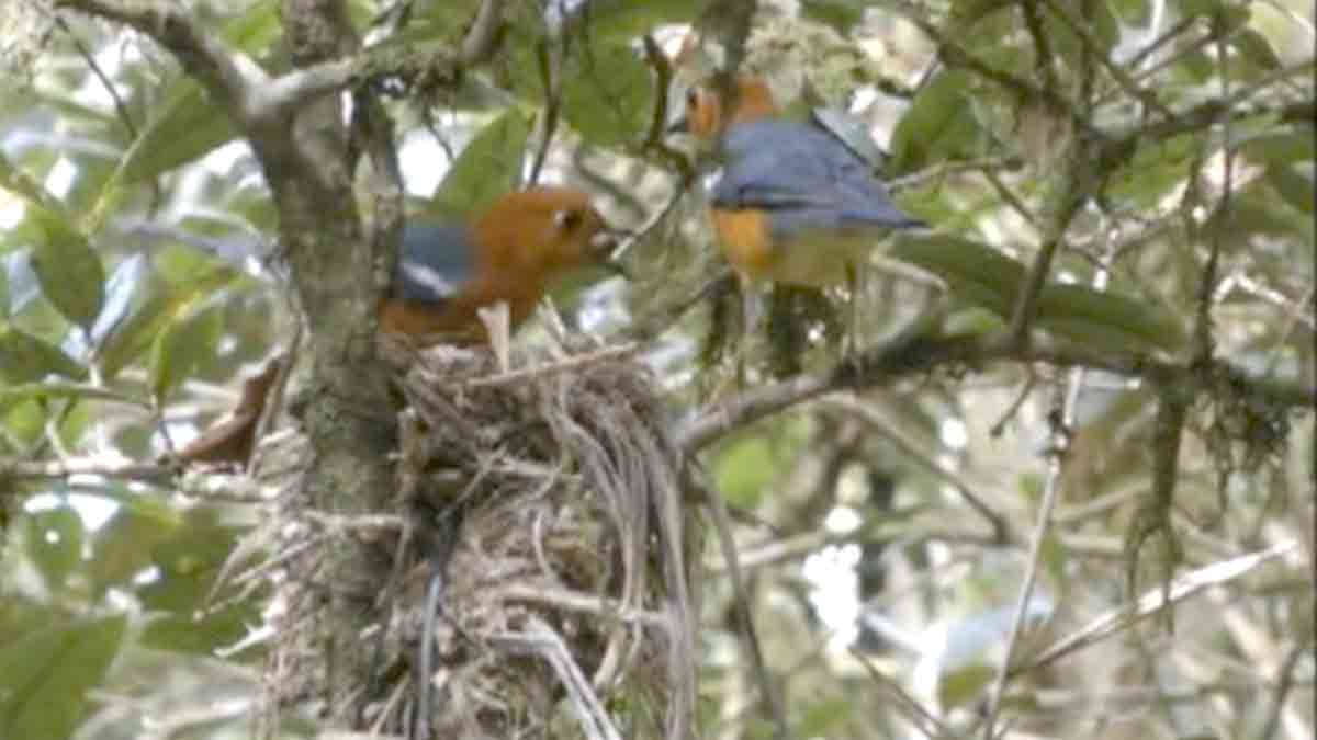 Beginilah Bentuk Sarang Burung Anis Merah yang Ada Di Hutan