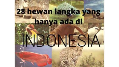 Daftar 28 Hewan Langka yang Hanya Ada di Indonesia