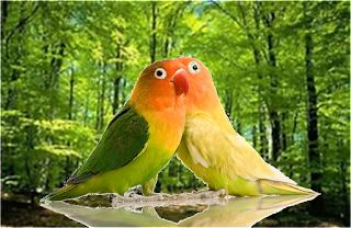 Tips Jitu membedakan Lovebird Jantang dan Betina
